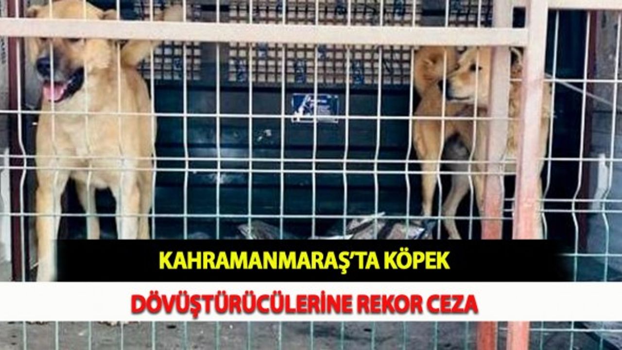 Kahramanmaraş’ta Köpek Dövüştürücülerine Rekor Ceza