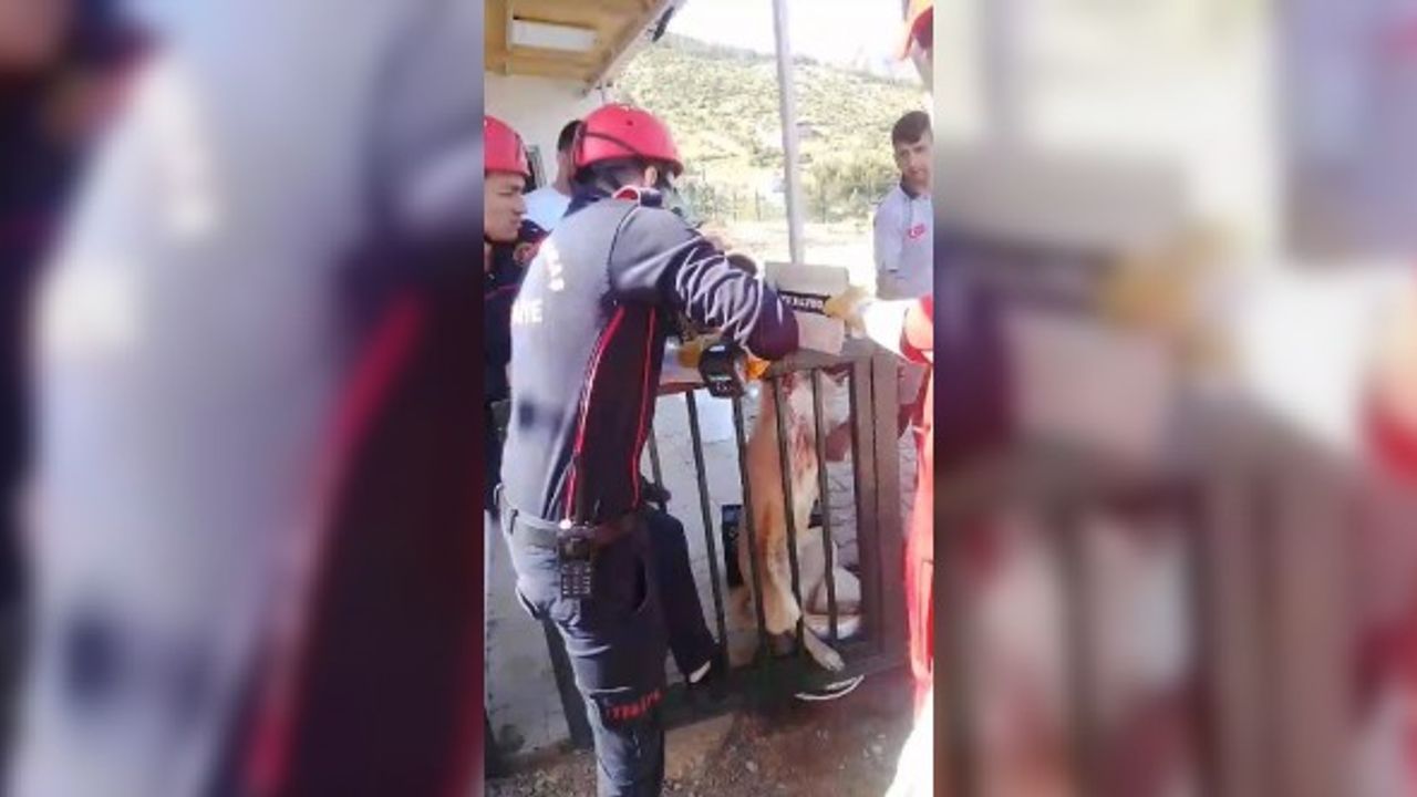 Kahramanmaraş'ta Ayağı Korkuluk Demirine Saplanan Köpeği İtfaiye Kurtardı