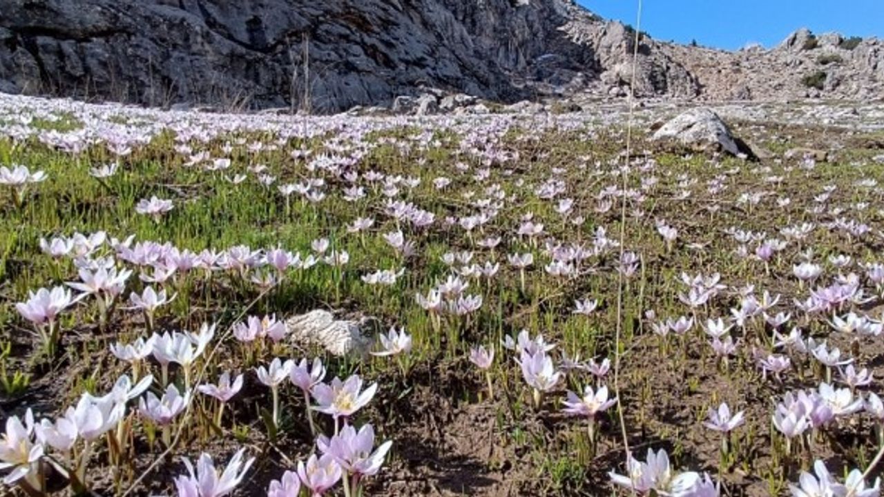 Kahramanmaraş’ta Kardelenler Görsel Şölen Oluşturuyor