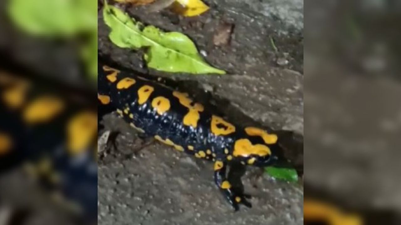 Nesli Tükenmekte Olan ’Anadolu Semenderi’ Kahramanmaraş'ta Görüntülendi
