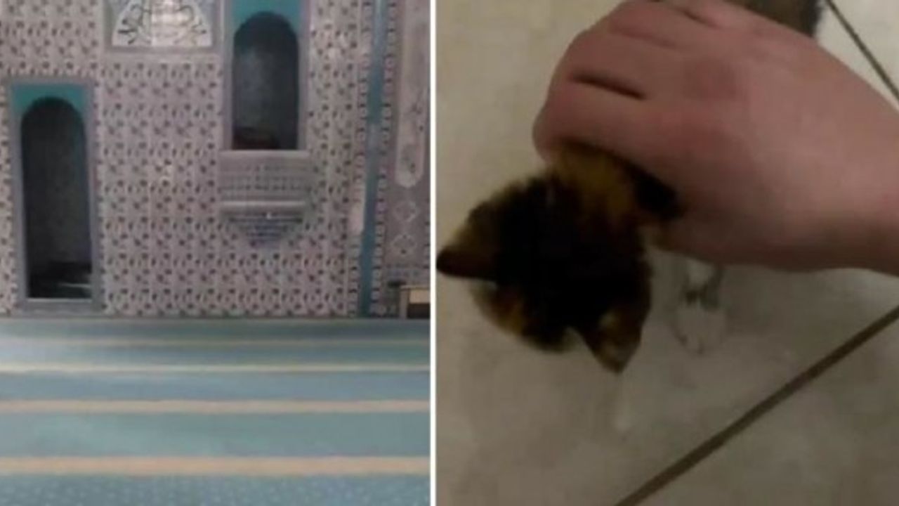 Dehşete Düşüren Video: Camide Küfürler Yağdıran Şahıs Kediyi Boğarak Kafasını Kopardı!