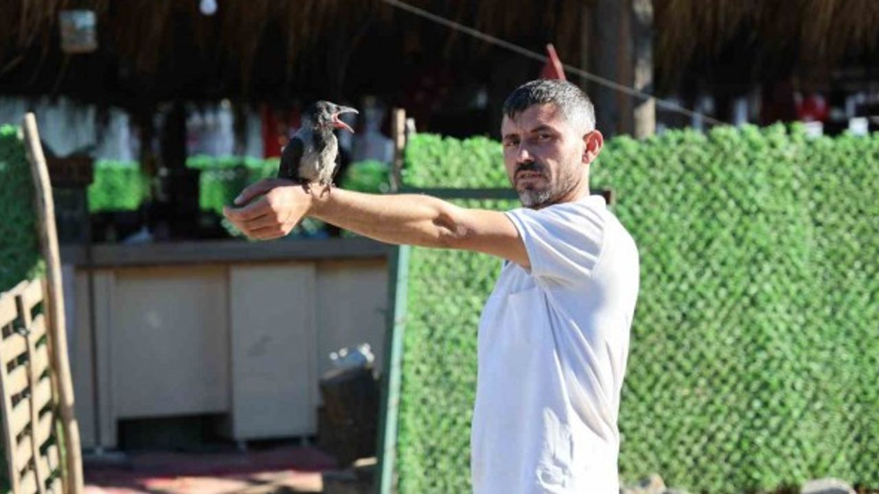 Kahramanmaraş'ta Yavru Karga "Enkaz" Bölgenin Maskotu Oldu