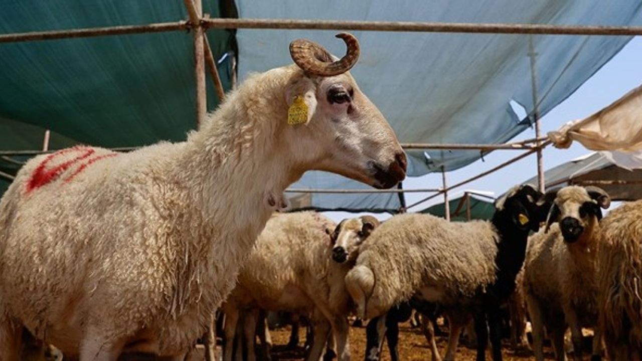 Türk Kızılay, Kurban Vekaleti Bedellerini Açıkladı