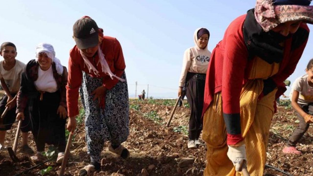 Kahramanmaraş’ta Hasadın Tamamlandığı Tarım Arazileri İkinci Ürünle Buluşturuluyor
