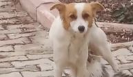 Kahramanmaraş'ta Köpek, Yavru Kediyi Emziriyor