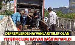 Depremlerde Hayvanları Telef Olan Yetiştiricilere Hayvan Dağıtımı Yapıldı