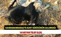 Kahramanmaraş'ta Kurt Sürüsünün Saldırdığı 16 Hayvan Telef Oldu