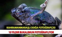 Kahramanmaraşlı Doğa Fotoğrafçısı 10 Yıldır Bukalemun Fotoğraflıyor