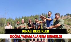 Kınalı Keklikler Doğal Yaşam Alanına Bırakıldı