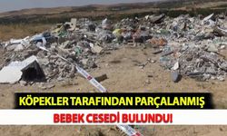 Köpekler Tarafından Parçalanmış Bebek Cesedi Bulundu!