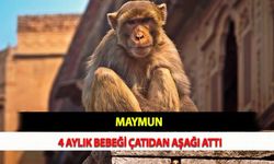 Maymun, 4 Aylık Bebeği Çatıdan Aşağı Attı