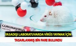 Yasadışı Laboratuvarda Virüs Yaymak İçin Tasarlanmış Bin Fare Bulundu