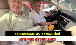 Kahramanmaraş’ta Yaralı Tilki Veterinere Yetiştirilemedi