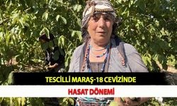 Tescilli Maraş-18 Cevizinde Hasat Dönemi