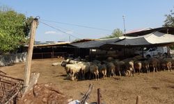 Aç kalan kurt sürüsü ağıldaki koyunlara saldırdı: 15 koyun telef oldu