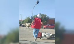 İskenderun'da başıboş büyükbaş motosikletliye çarptı