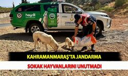 Kahramanmaraş'ta Jandarma Sokak Hayvanlarını Unutmadı