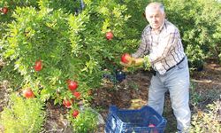 Kumluca’da hasadı devam eden narda 20 bin ton rekolte bekleniyor