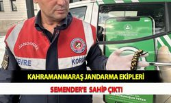 Kahramanmaraş Jandarma Ekipleri Semender'e  Sahip Çıktı