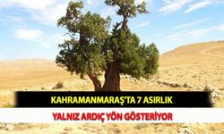 Kahramanmaraş'ta 7 Asırlık Yalnız Ardıç Yön Gösteriyor