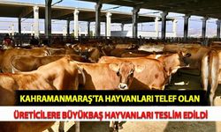 Kahramanmaraş'ta Hayvanları Telef Olan Üreticilere Büyükbaş Hayvanları Teslim Edildi
