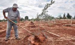 Kepez’e 30 bin zeytin fidanı dikilmesi planlanıyor