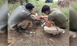 Tuzağa takılan 'bayağı çakır' kuşunu polis kurtardı