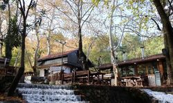 Dağılcak Tabiat Parkı'nda asırlık çınarlar görsel şölen oluşturdu