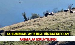 Kahramanmaraş’ta Nesli Tükenmekte Olan Akbabalar Görüntülendi