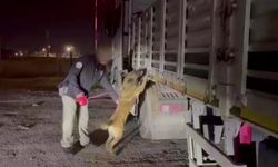 Küçükbaş hayvan yüklü tırın kasasından 122 kilo ‘skunk’ ele geçirildi