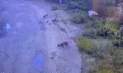 Osmaniye'de aç kalan kurtlar yola indi