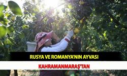 Rusya ve Romanya'nın Ayvası Kahramanmaraş'tan