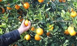 Bahçede 3 TL, markette 45 TL