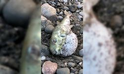 Balon balığı yiyen 7 şahıs hastanelik oldu