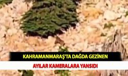 Kahramanmaraş'ta Dağda Gezinen Ayılar Kameralara Yansıdı