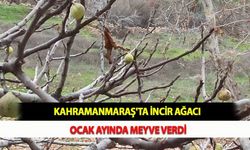 Kahramanmaraş'ta İncir Ağacı Ocak Ayında Meyve Verdi