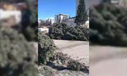 Kahramanmaraş'ta Şiddetli Rüzgar Ağaçları Kökünden Söktü