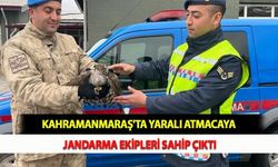 Kahramanmaraş'ta Yaralı Atmacaya Jandarma Ekipleri Sahip Çıktı