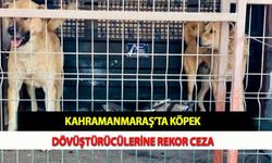 Kahramanmaraş’ta Köpek Dövüştürücülerine Rekor Ceza