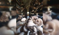 Köyünde kurduğu serada tek başına yılda 20 ton istiridye mantarı üretiyor