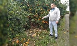 Lüks marketlerde 25 TL’ye satılan mandalinayı bedavaya dağıtsa da toplayan bulamıyor