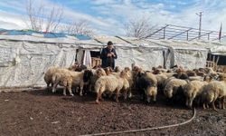 Kahramanmaraş’ta 30 Bin Lira Ücretle Çoban Arıyor!
