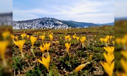 Kahramanmaraş'ta Çiğdem Çiçekleri Doğayı Süsledi