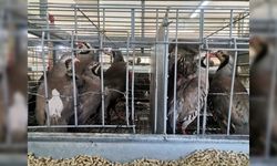 Kahramanmaraş’ta 10 Bin Kınalı Keklik Üretildi