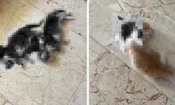 Kan Donduran Kedi Katliamı! Annenin Kuyruğunu, Yavrularının İse Başlarını Kestiler