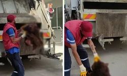At ve Eşek Kemiklerinin Ardından, Bu Kez de Çöpten Ayı Parçaları Çıktı!