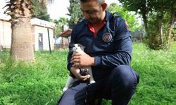Kahramanmaraş'ta Ağaçta Mahsur Kalan Kediyi İtfaiye Ekipleri Kurtardı