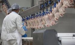 Ticaret Bakanlığı, Fiyatları Düşürmek İçin Tavuğa İhracat Yasağı Getiriyor