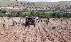Kahramanmaraş'ta Bin 500 Liraya Çalıştıracak Günübirlik İşçi Bulamıyor