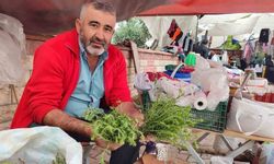 Kahramanmaraş'ta Dağlardan Topladığı Kekikler Geçim Kaynağı Oldu